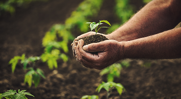 Close up of a pair of hands cupping soil with a seedling in it.
